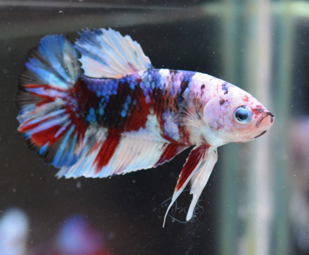 Red Snow Galaxy HMPK Male