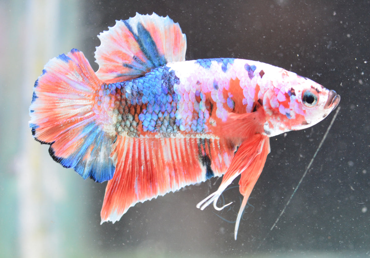 Red Snow Galaxy HMPK Male