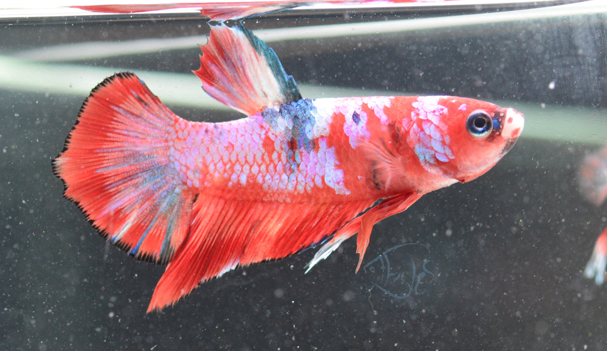 Red Snow Galaxy HMPK Male