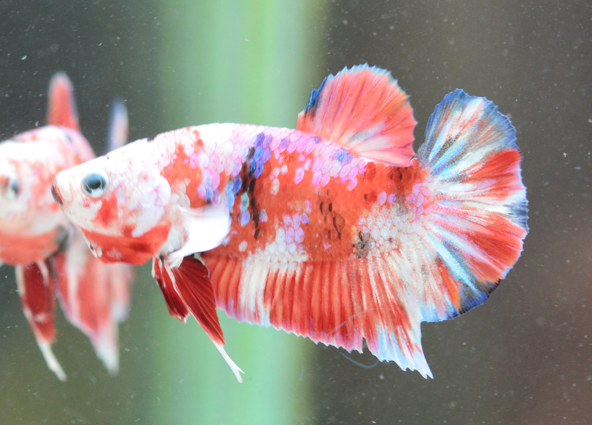 Red Snow Galaxy HMPK Male