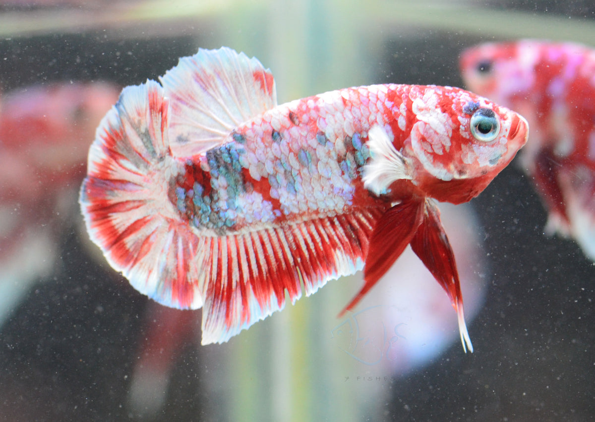 Red Snow Galaxy HMPK Male