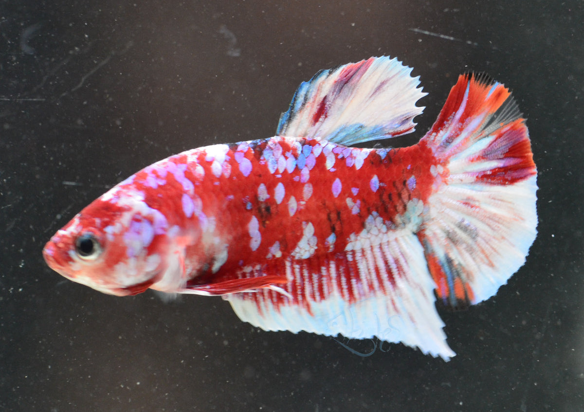 Red Snow Galaxy HMPK Male