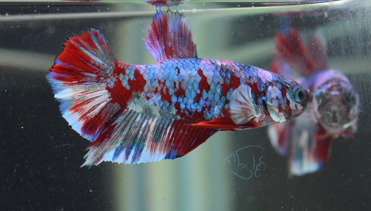 Red Snow Galaxy HMPK Male