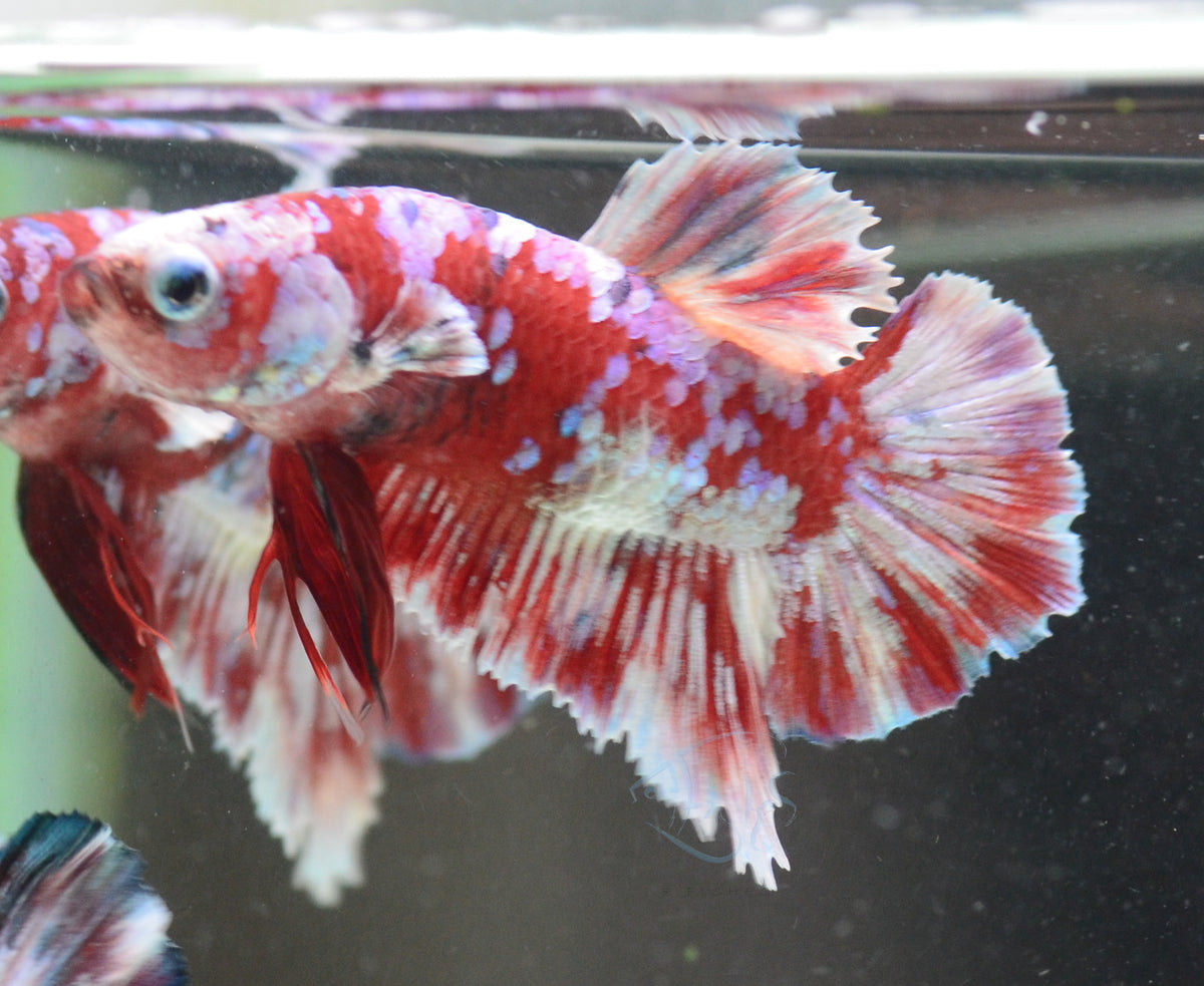 Red Snow Galaxy HMPK Male