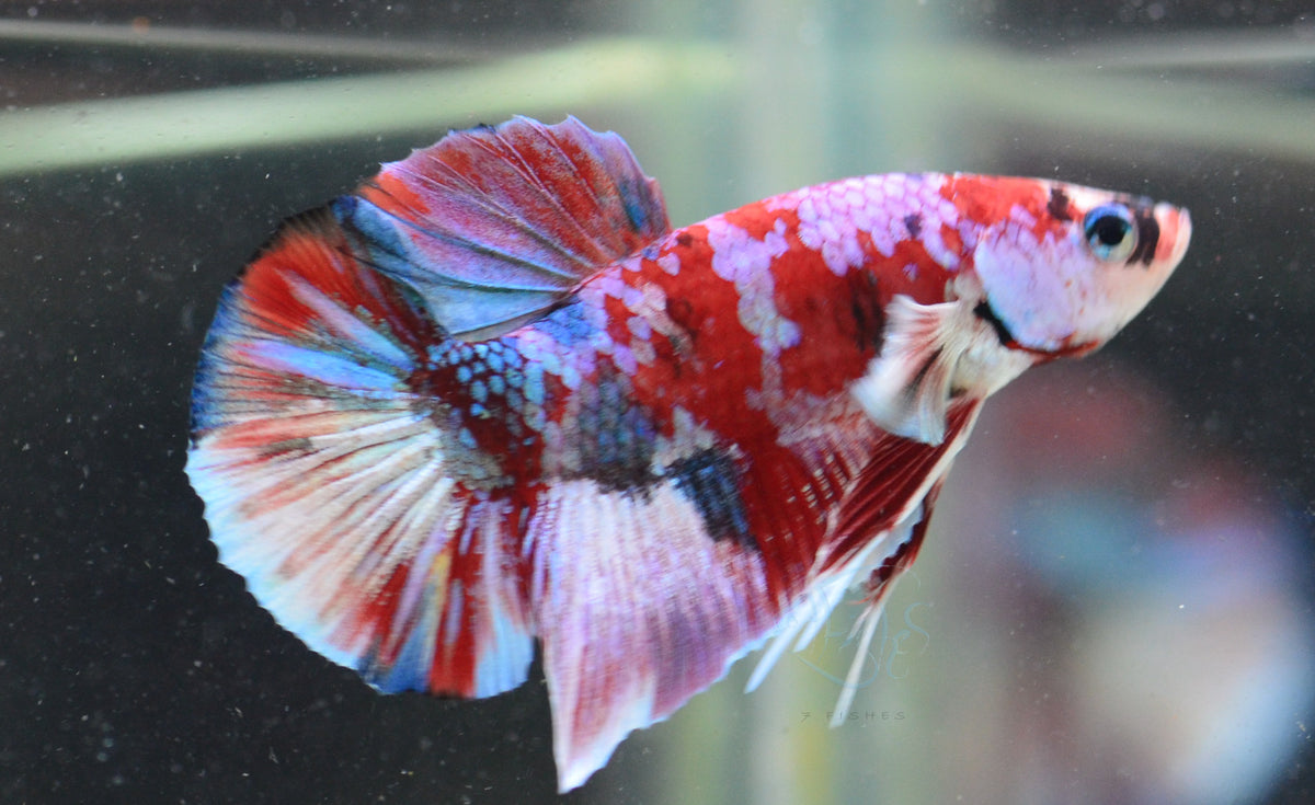 Red Snow Galaxy HMPK Male