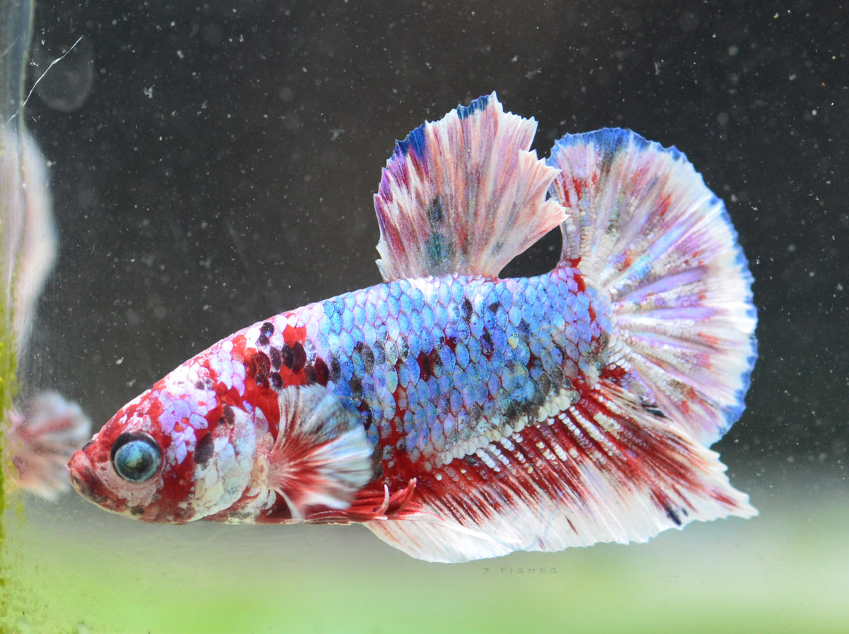 Red Snow Galaxy HMPK Male