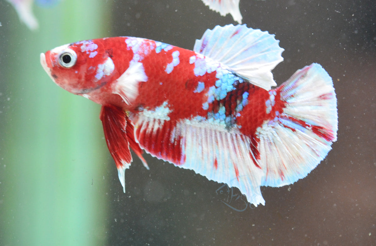 Red Snow Galaxy HMPK Male