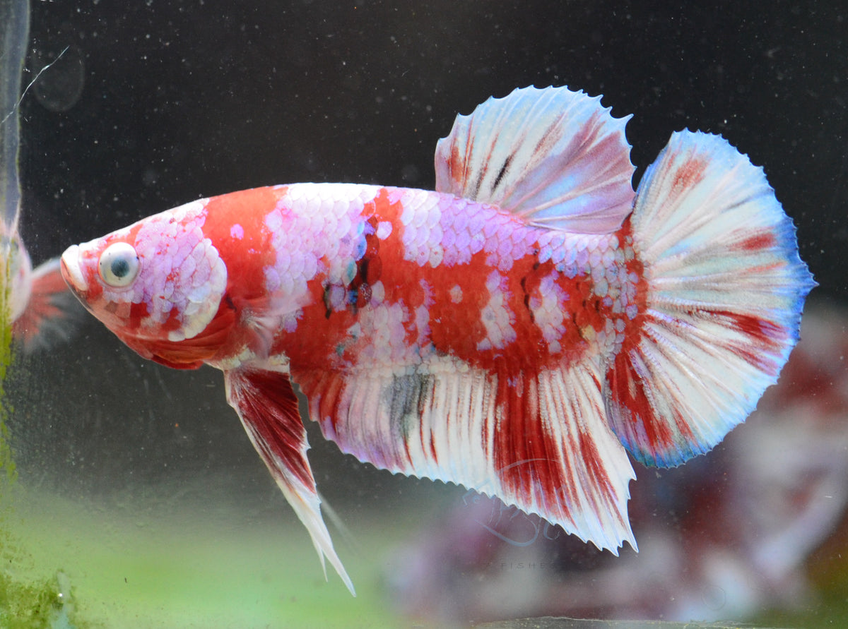 Red Snow Galaxy HMPK Male