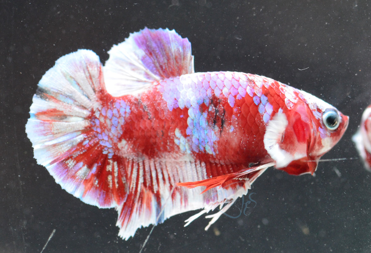 Red Snow Galaxy HMPK Male