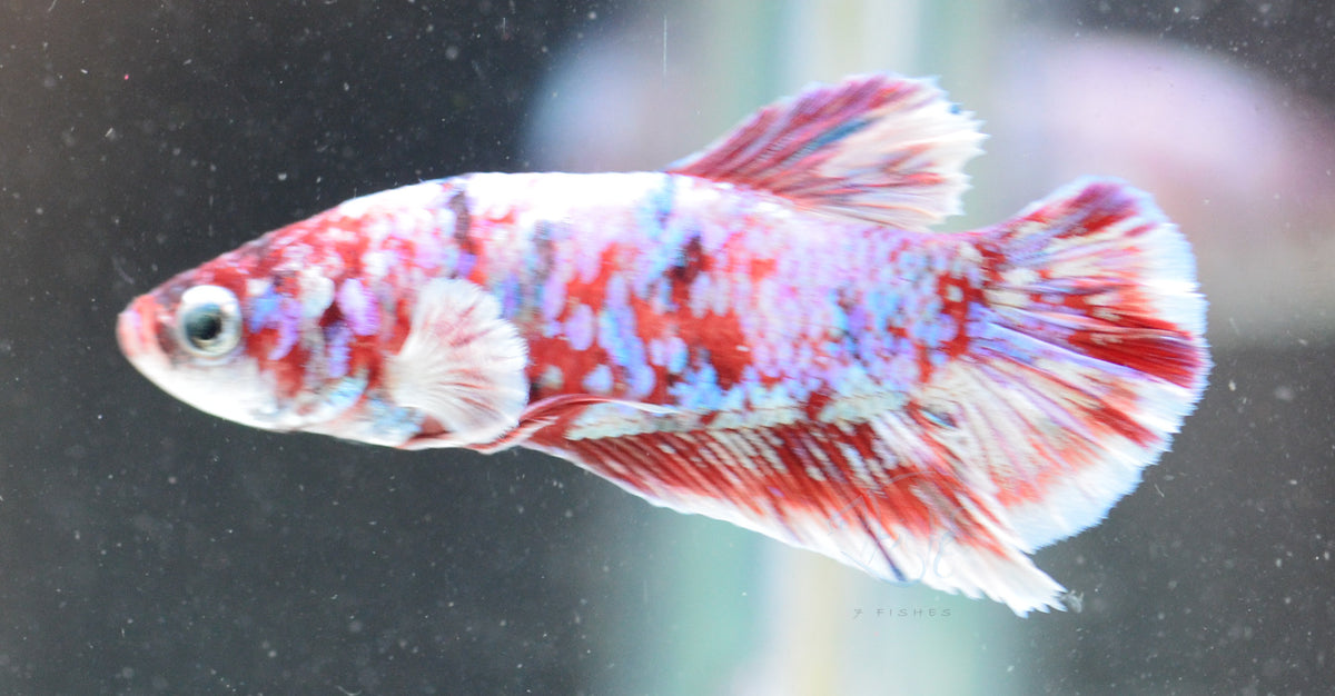 Red Snow Galaxy HMPK Male