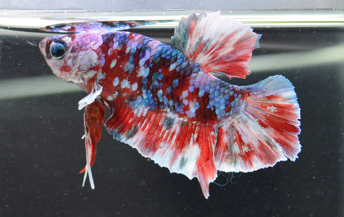 Red Snow Galaxy HMPK Male