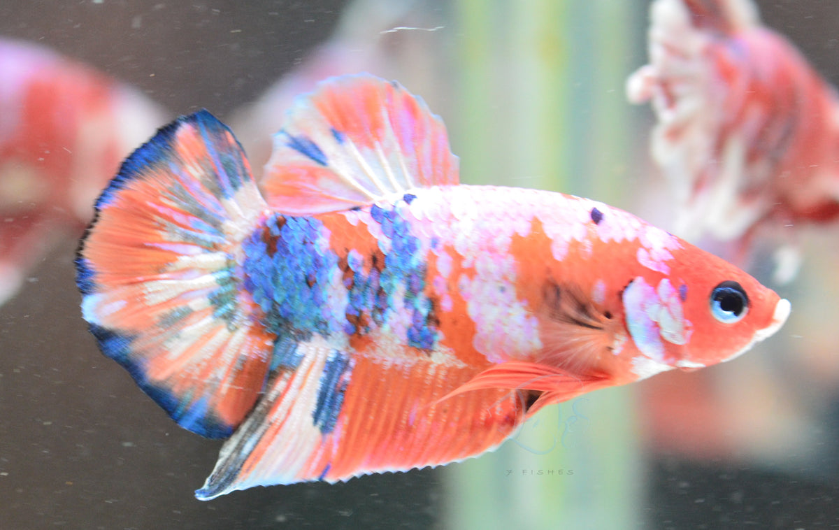 Red Snow Galaxy HMPK Male