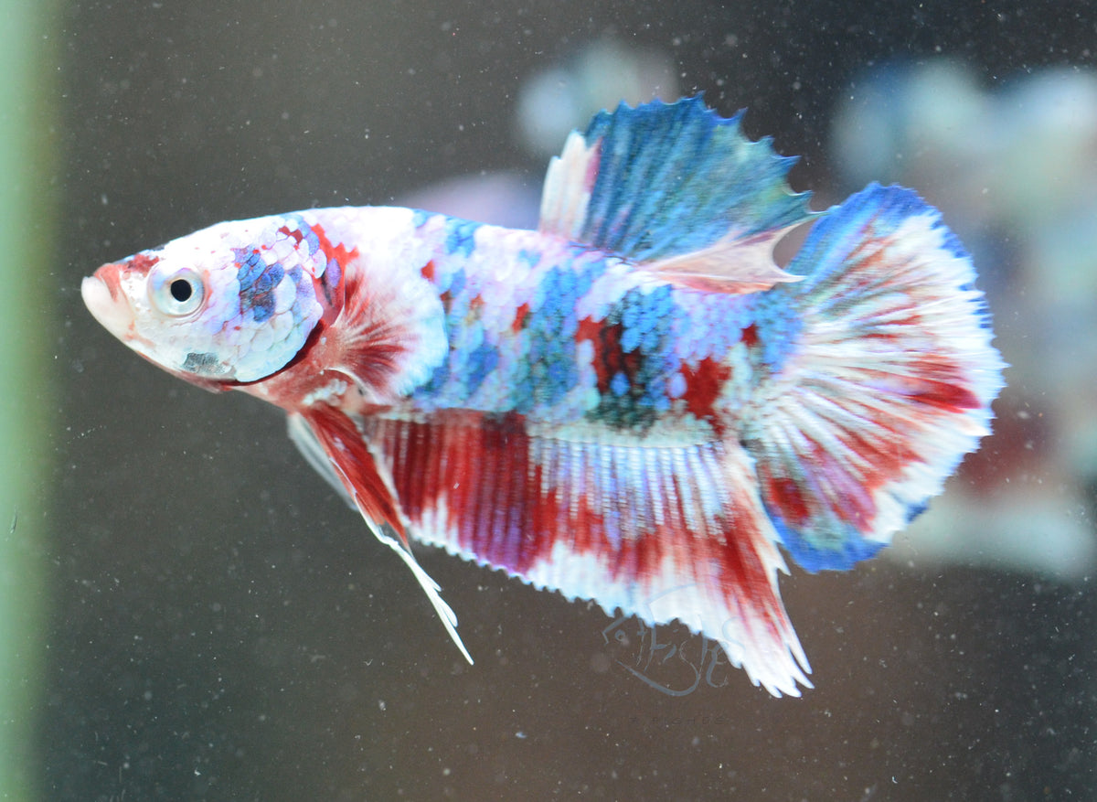 Red Snow Galaxy HMPK Male