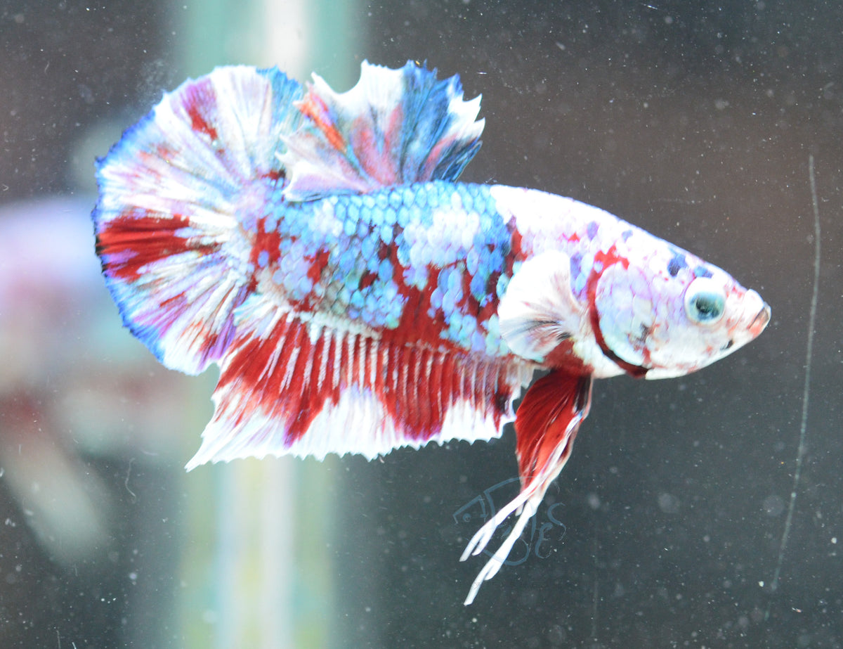 Red Snow Galaxy HMPK Male