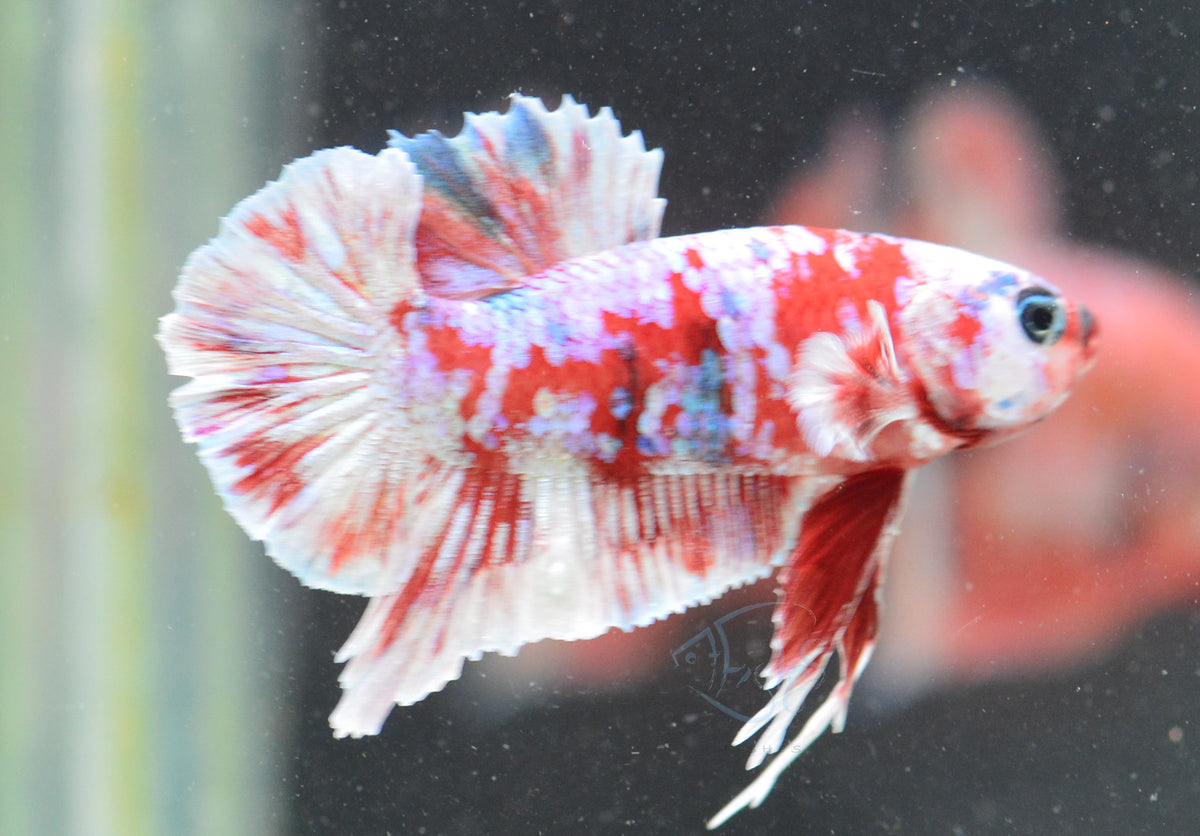 Red Snow Galaxy HMPK Male