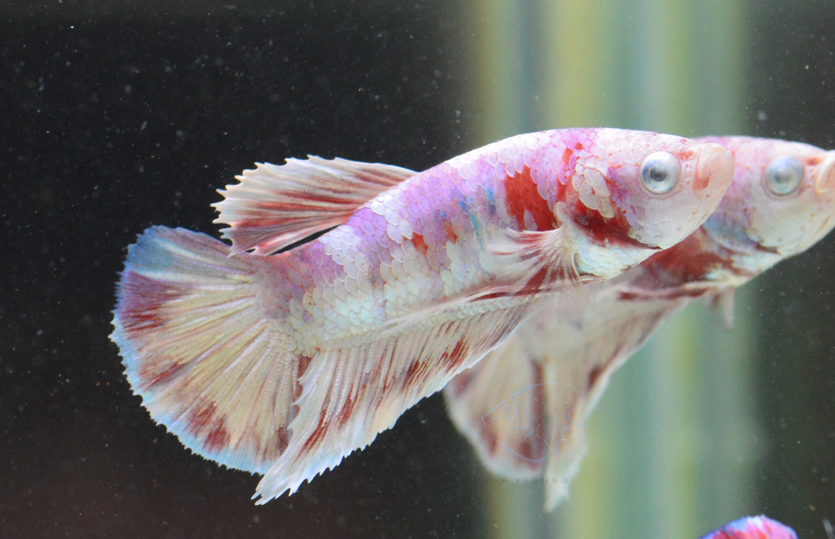 Red Snow Galaxy HMPK Male