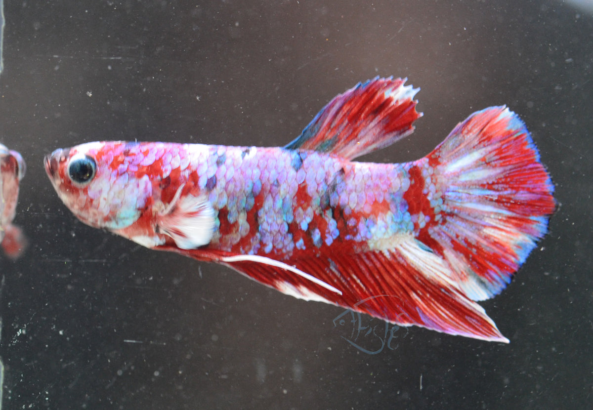 Red Snow Galaxy HMPK Male