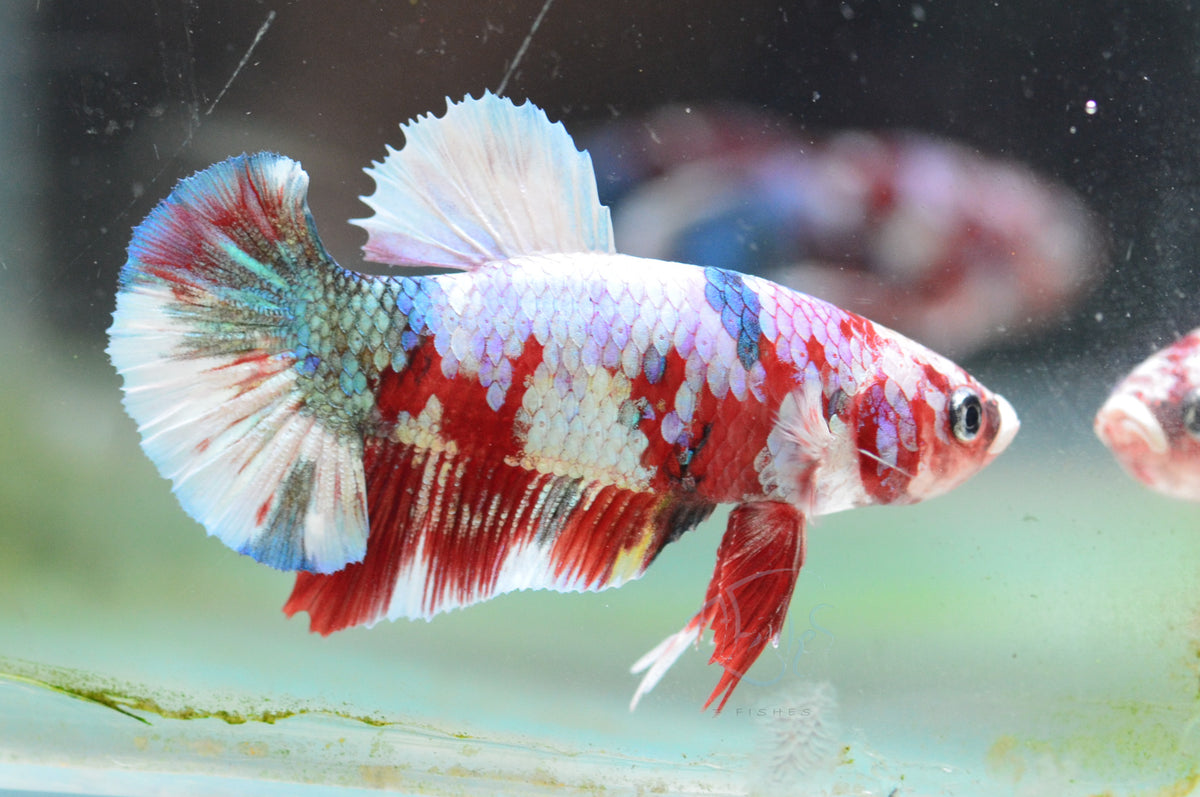 Red Snow Galaxy HMPK Male