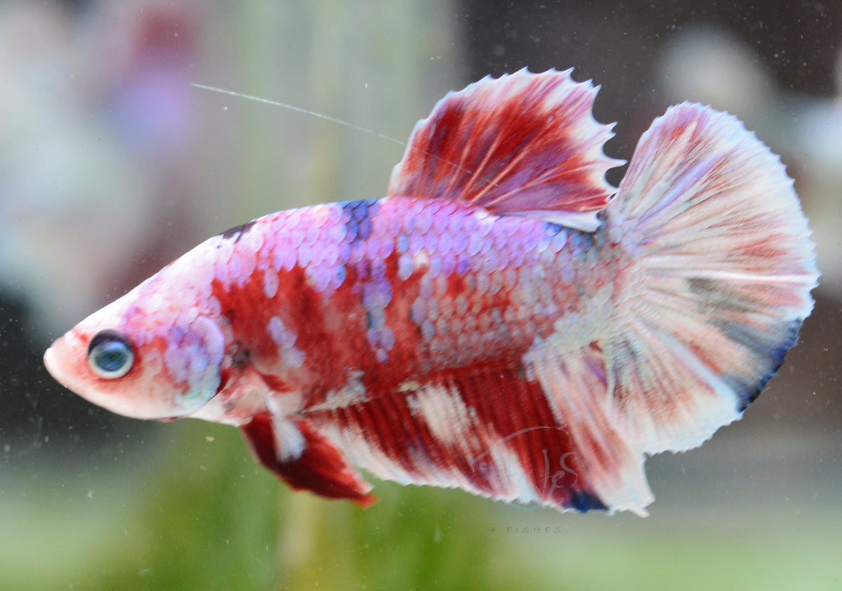 Red Snow Galaxy HMPK Male