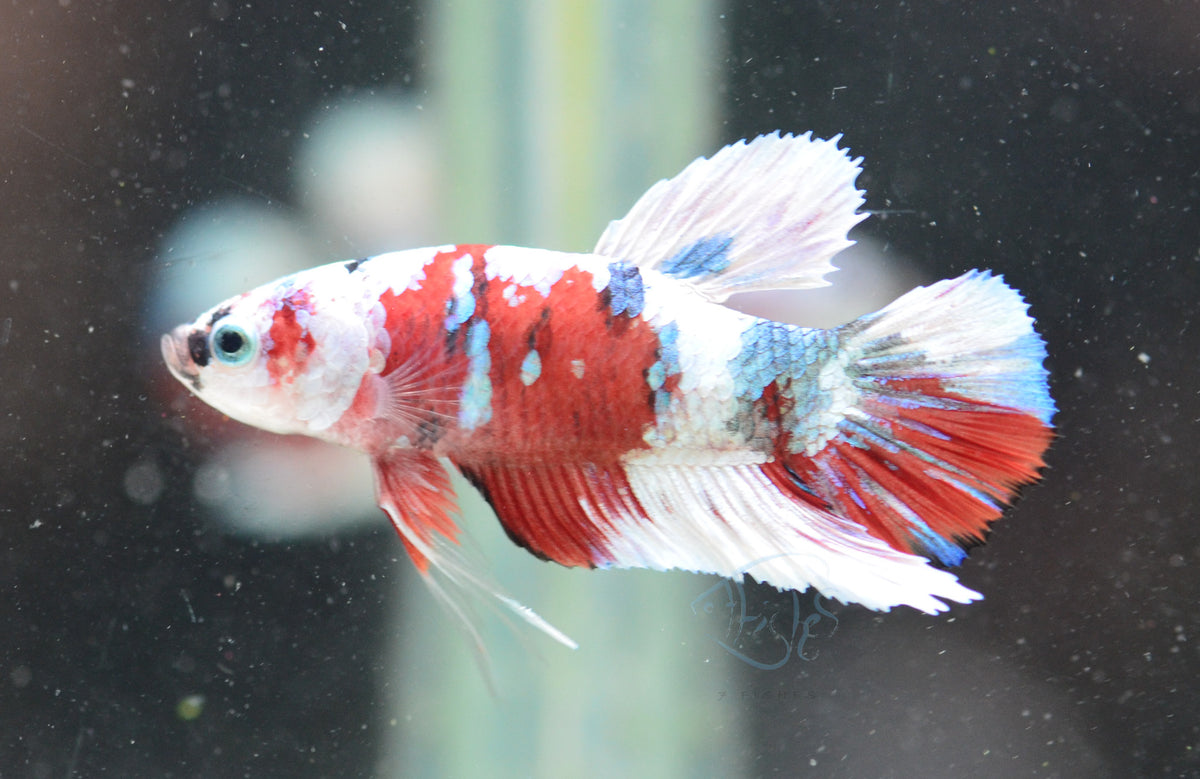 Red Snow Galaxy HMPK Male