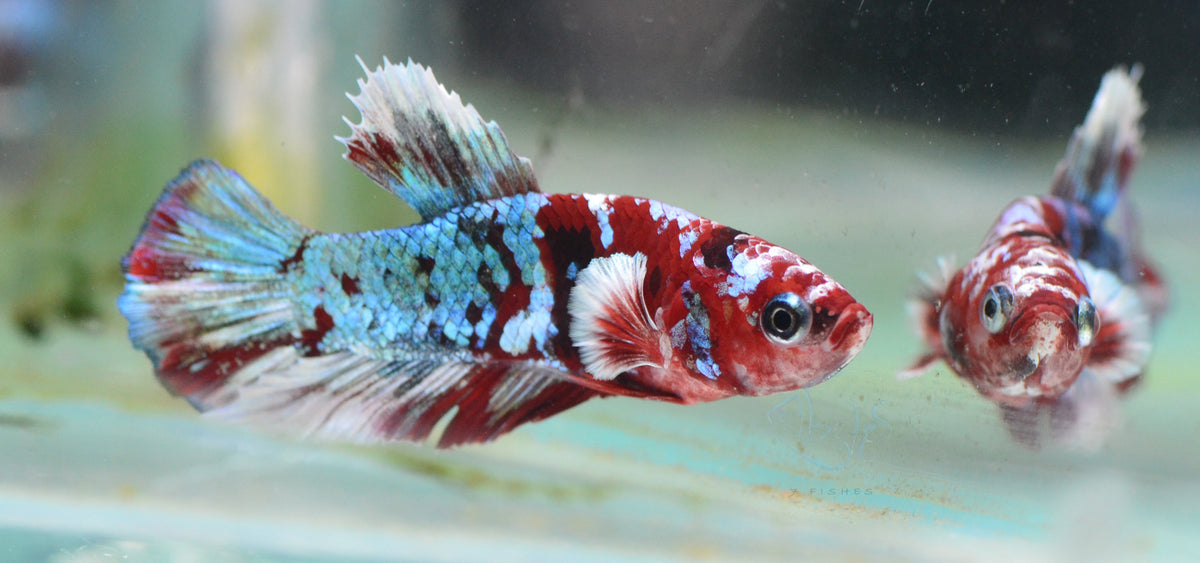 Red Snow Galaxy HMPK Male