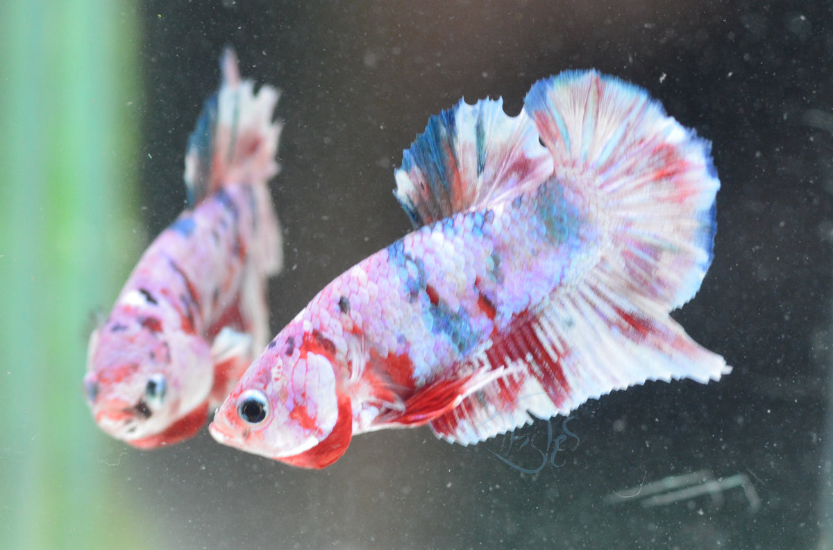 Red Snow Galaxy HMPK Male