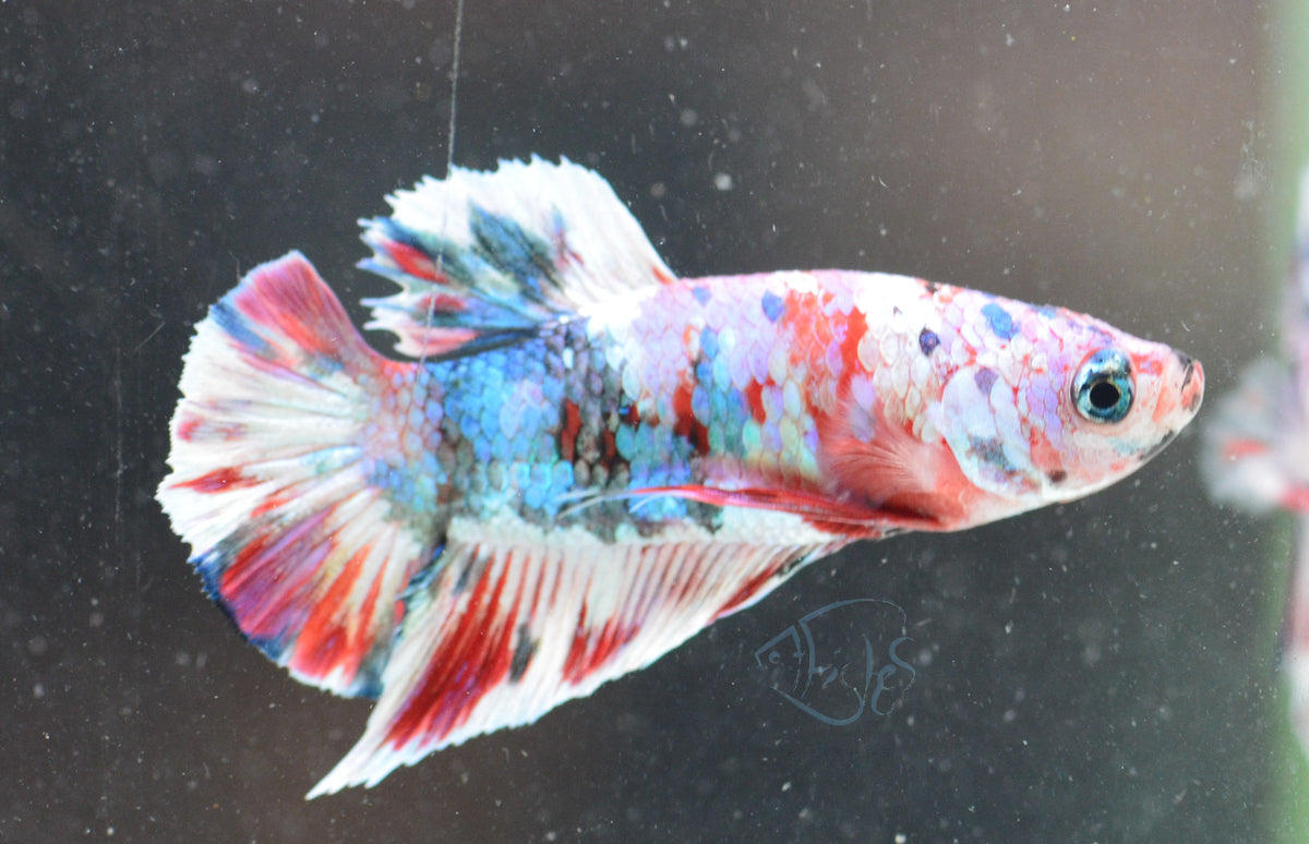 Red Snow Galaxy HMPK Male