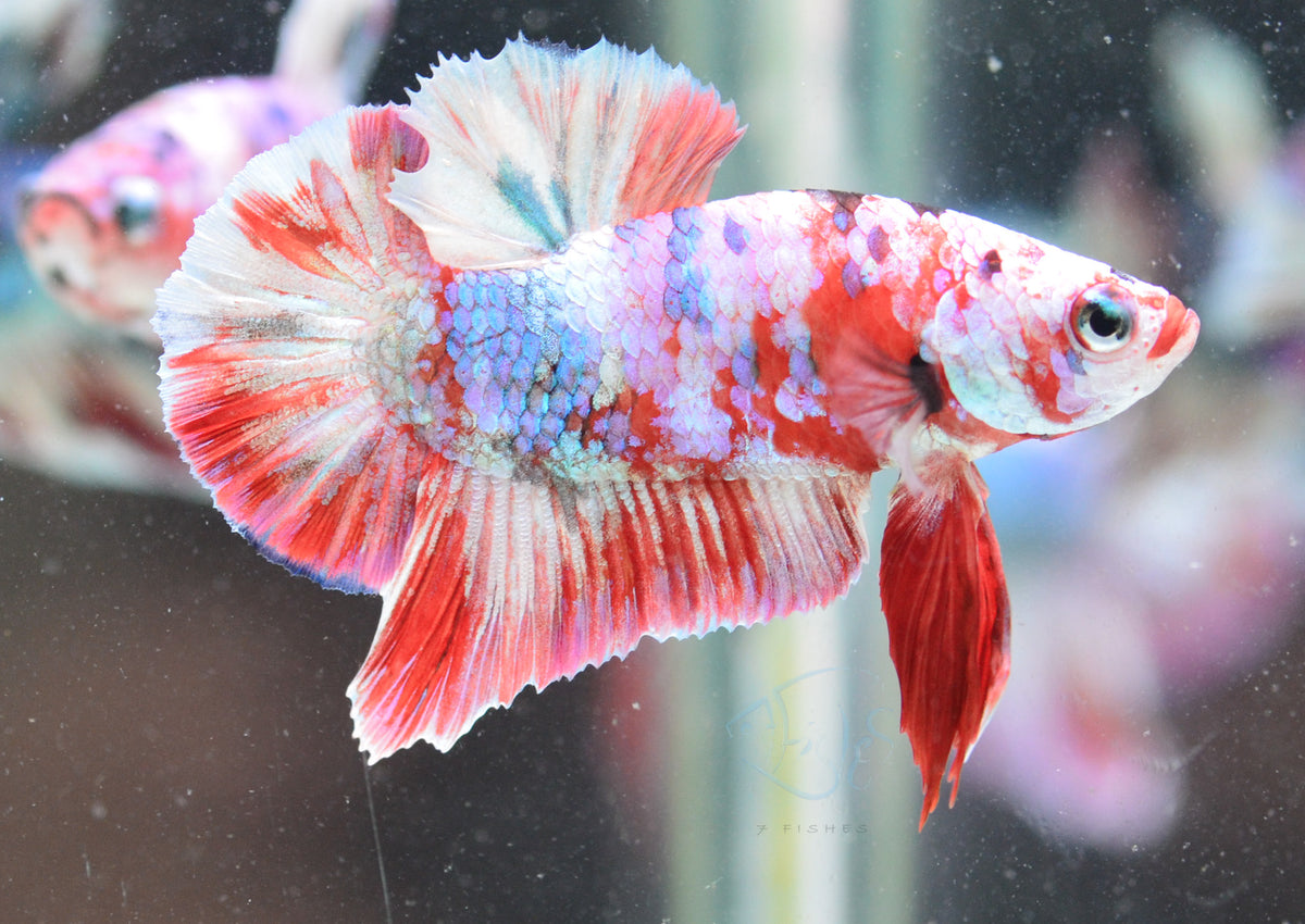 Red Snow Galaxy HMPK Male