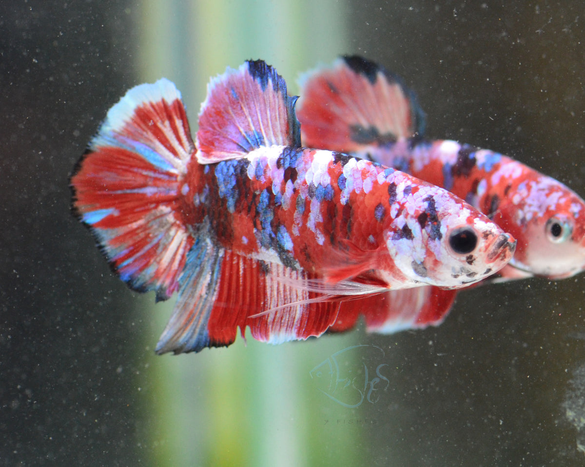 Red Snow Galaxy HMPK Male