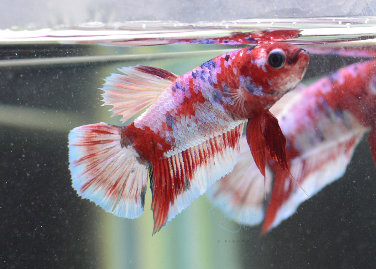 Red Snow Galaxy HMPK Male