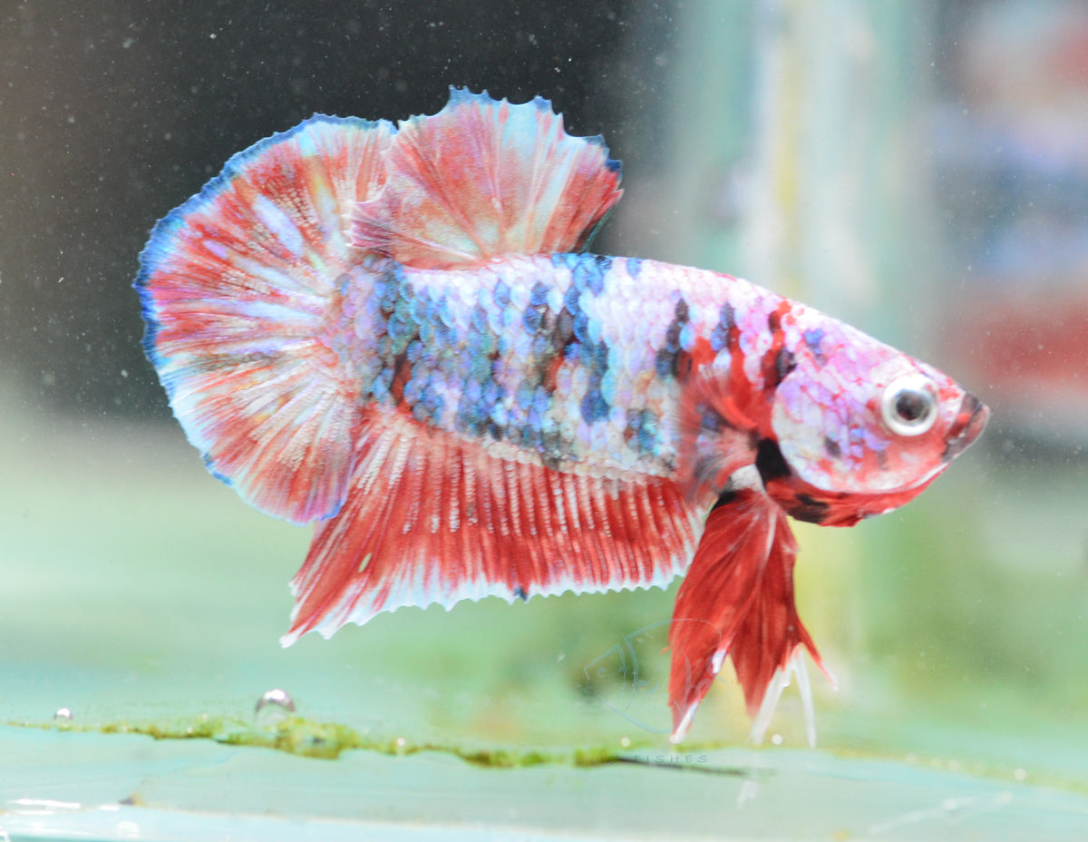 Red Snow Galaxy HMPK Male