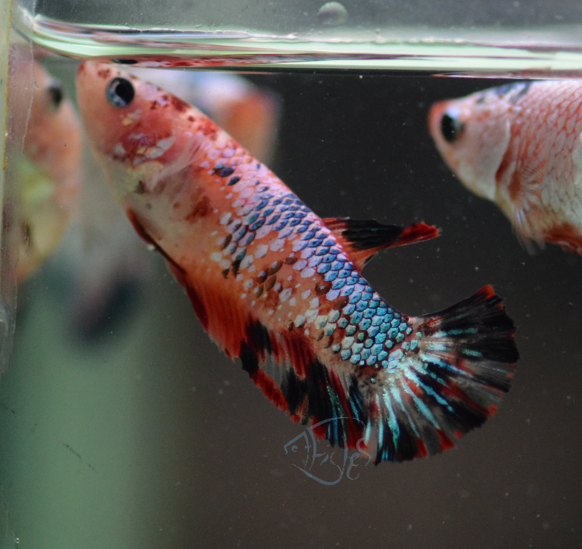 Koi Halfmoon Female