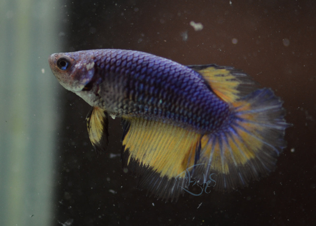 Mustard Halfmoon Female