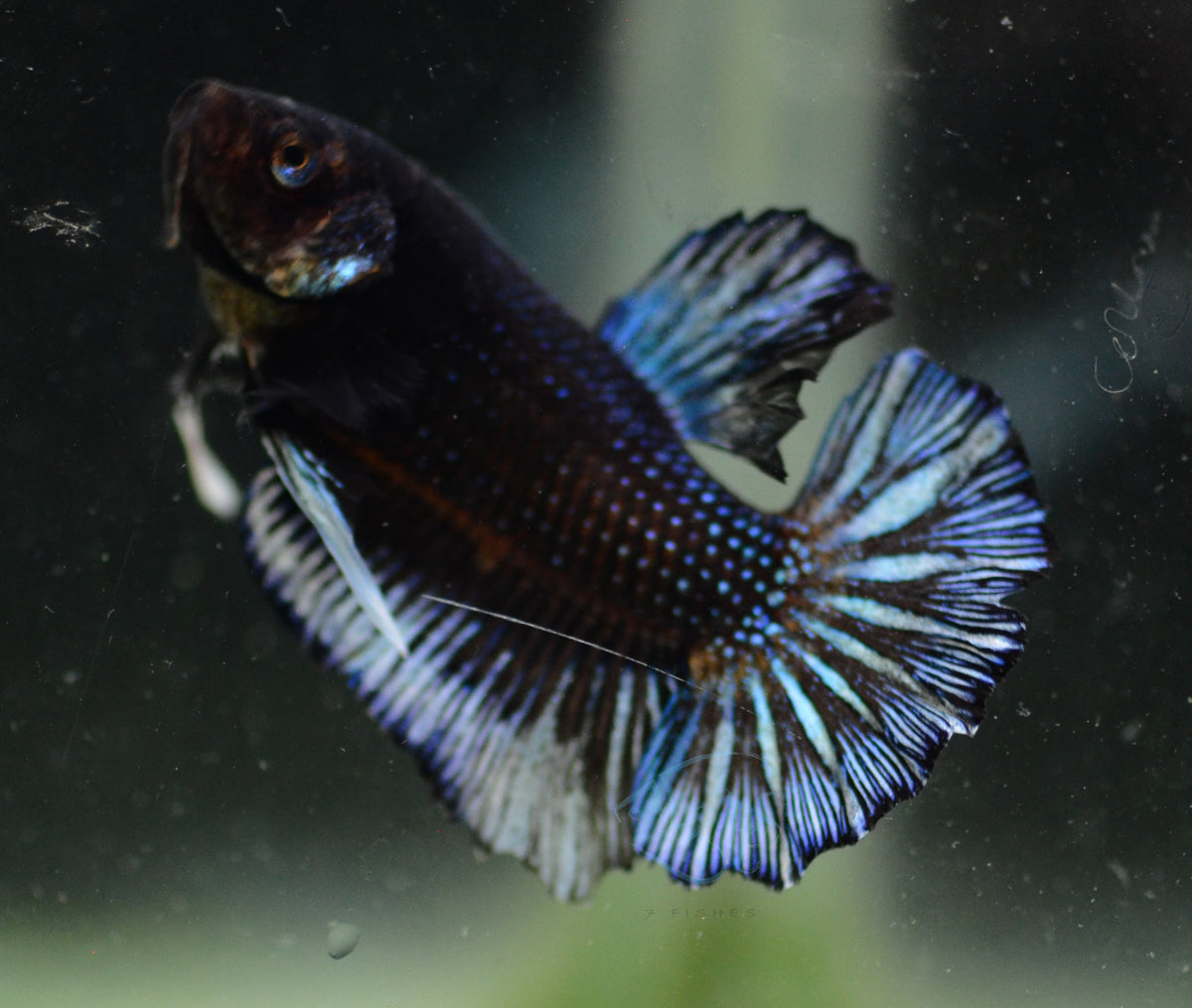 Blue Black HMPK Male