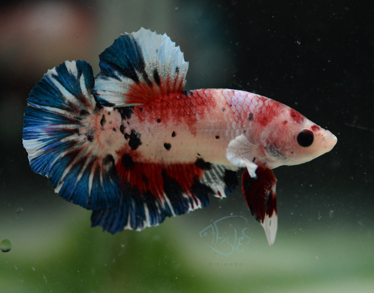 Koi HMPK Male