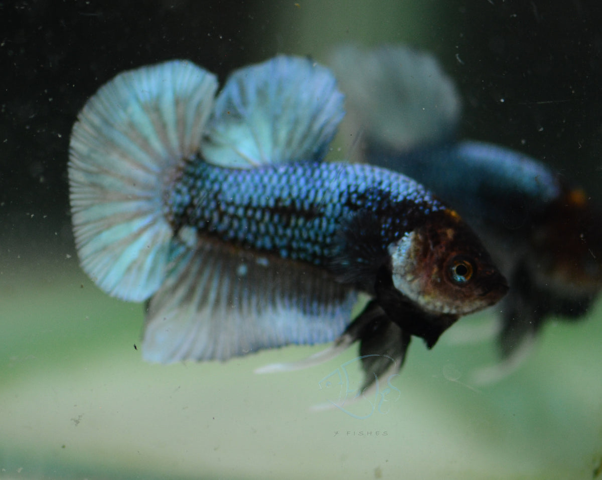 Turquoise Black Marble HMPK Male