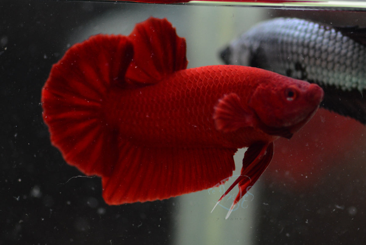 Red HMPK Male