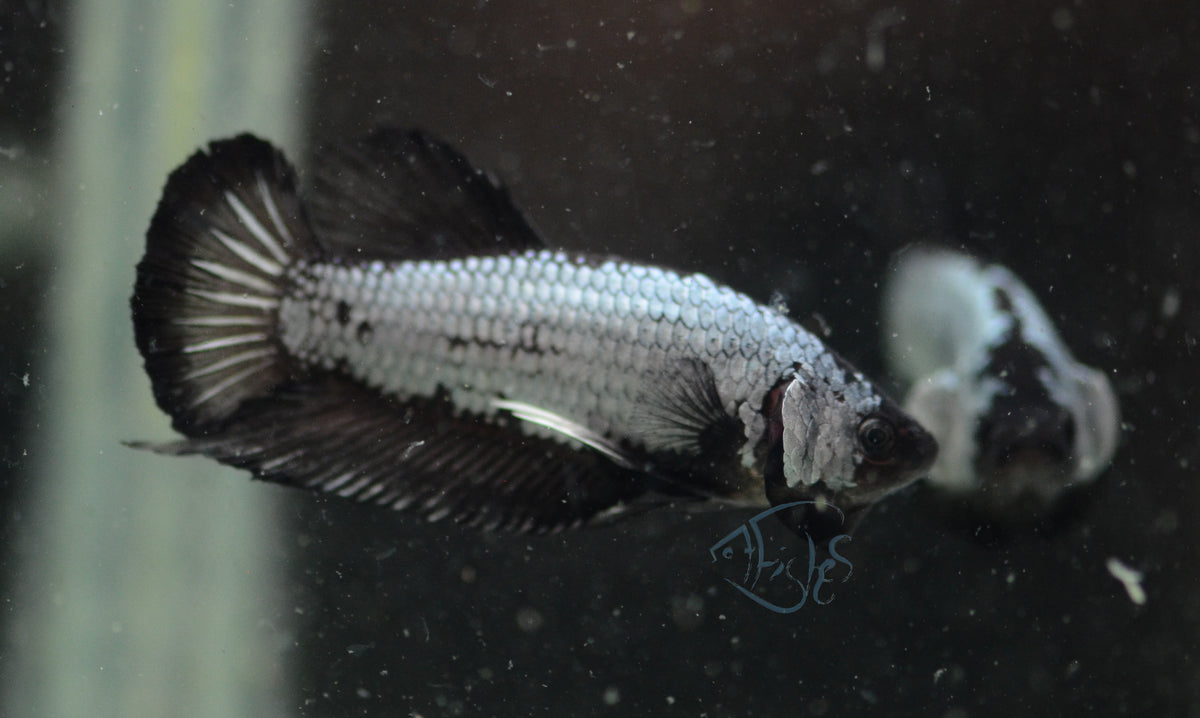 Black Dragon HMPK Male