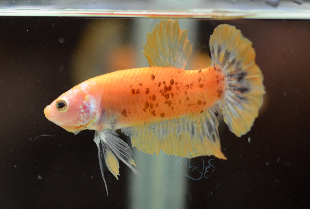 Yellow Marble HMPK Male