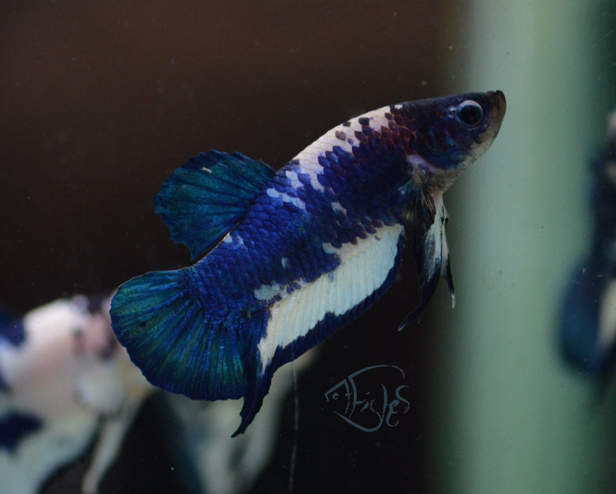 Blue Marble Plakat Male