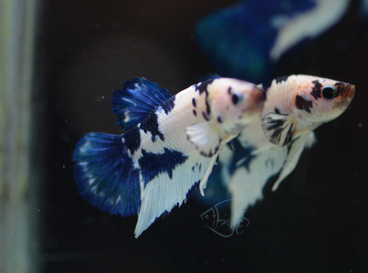 Blue Marble Plakat Male