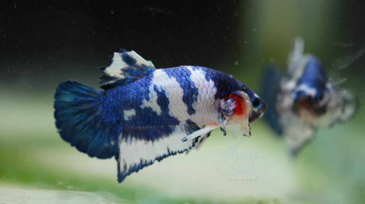 Blue Marble HMPK Male