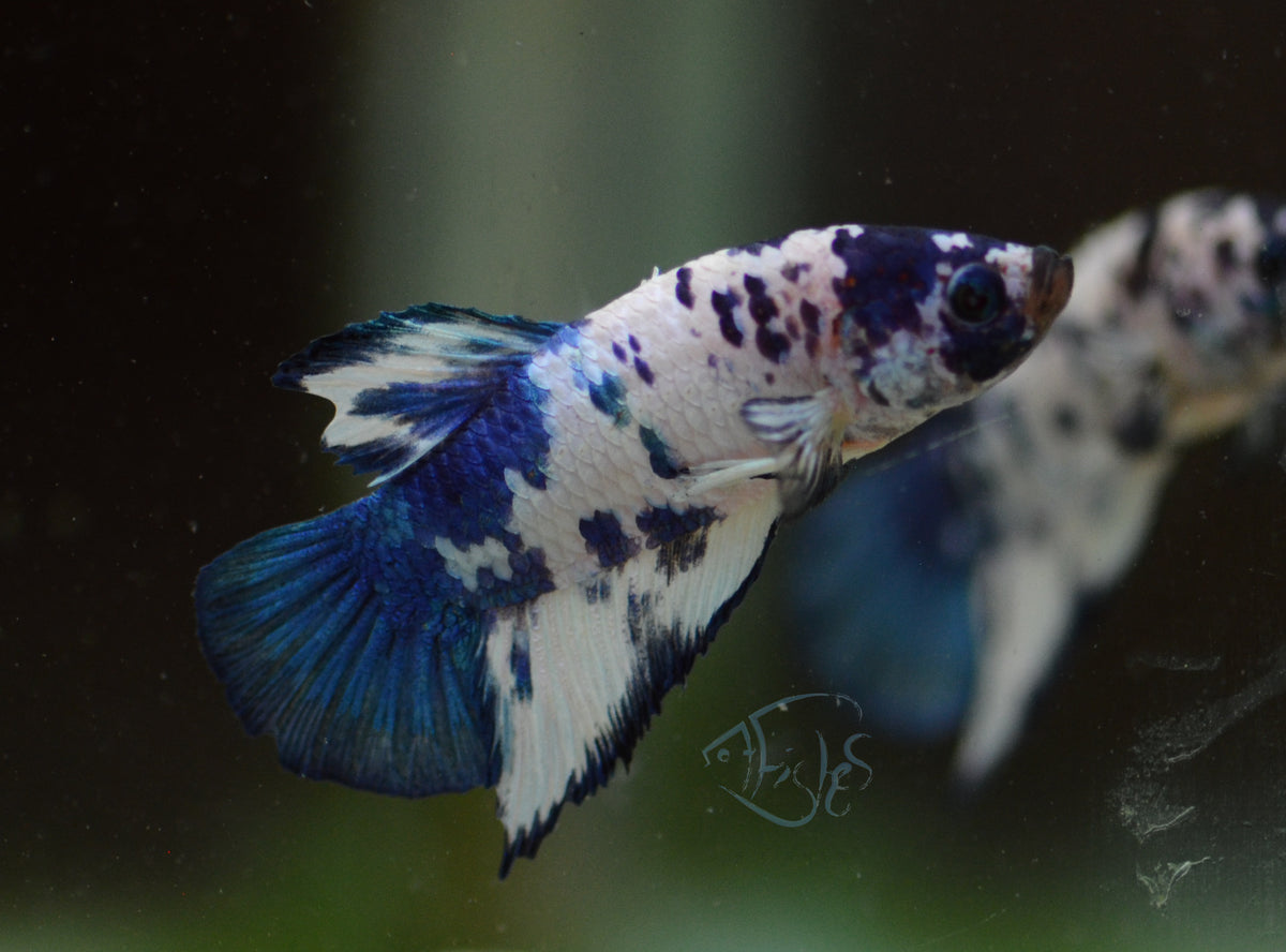 Blue Marble HMPK Male