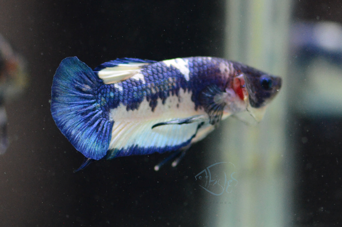 Blue Marble HMPK Male