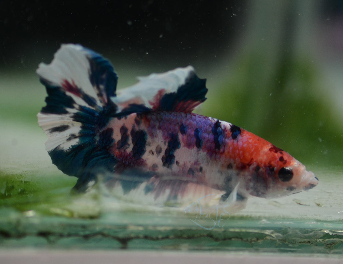 Multicolour Dumbo HMPK Male