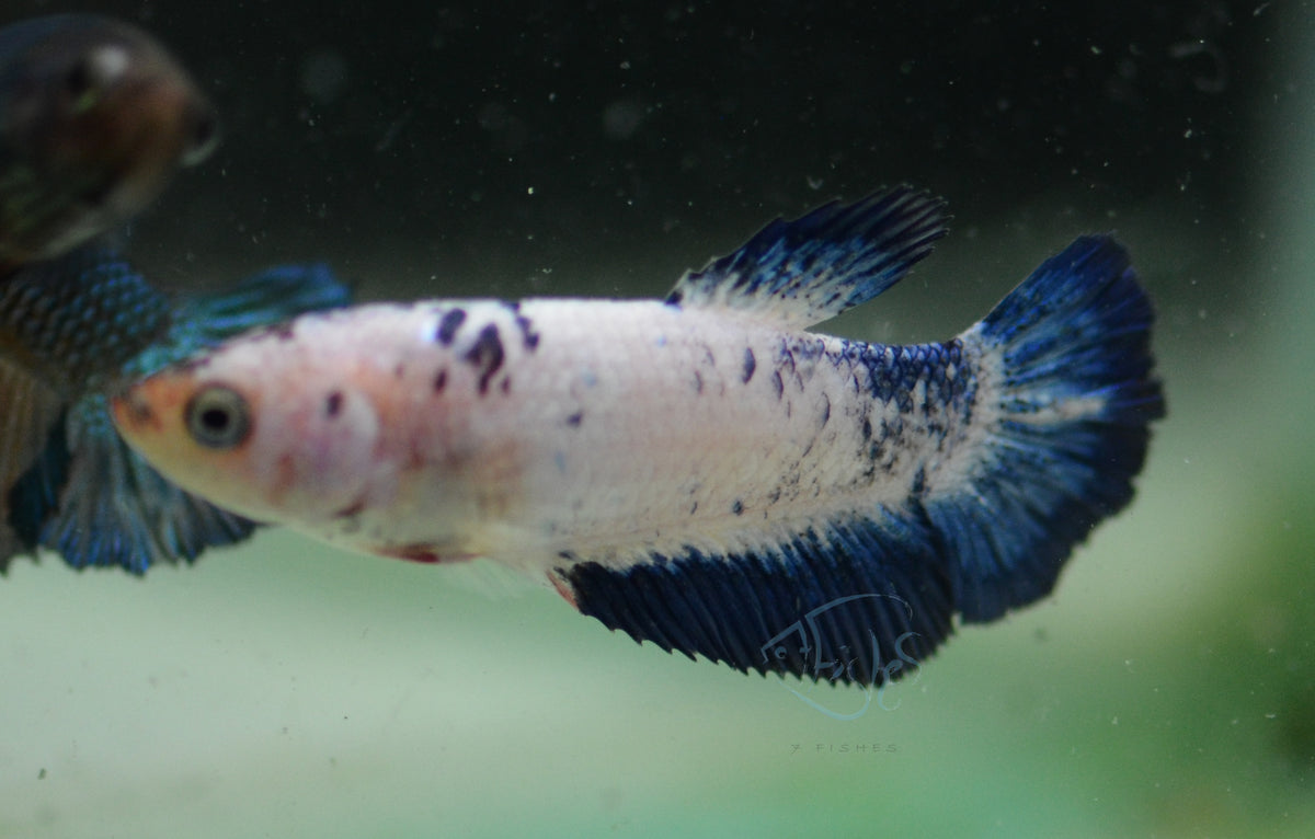 Blue Marble Halfmoon Female