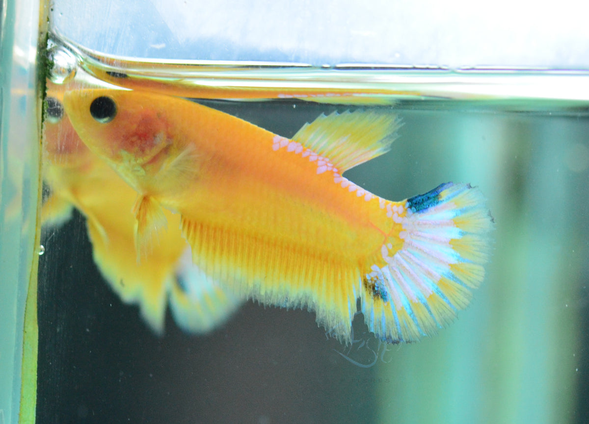 Yellow Hellboy HMPK Female