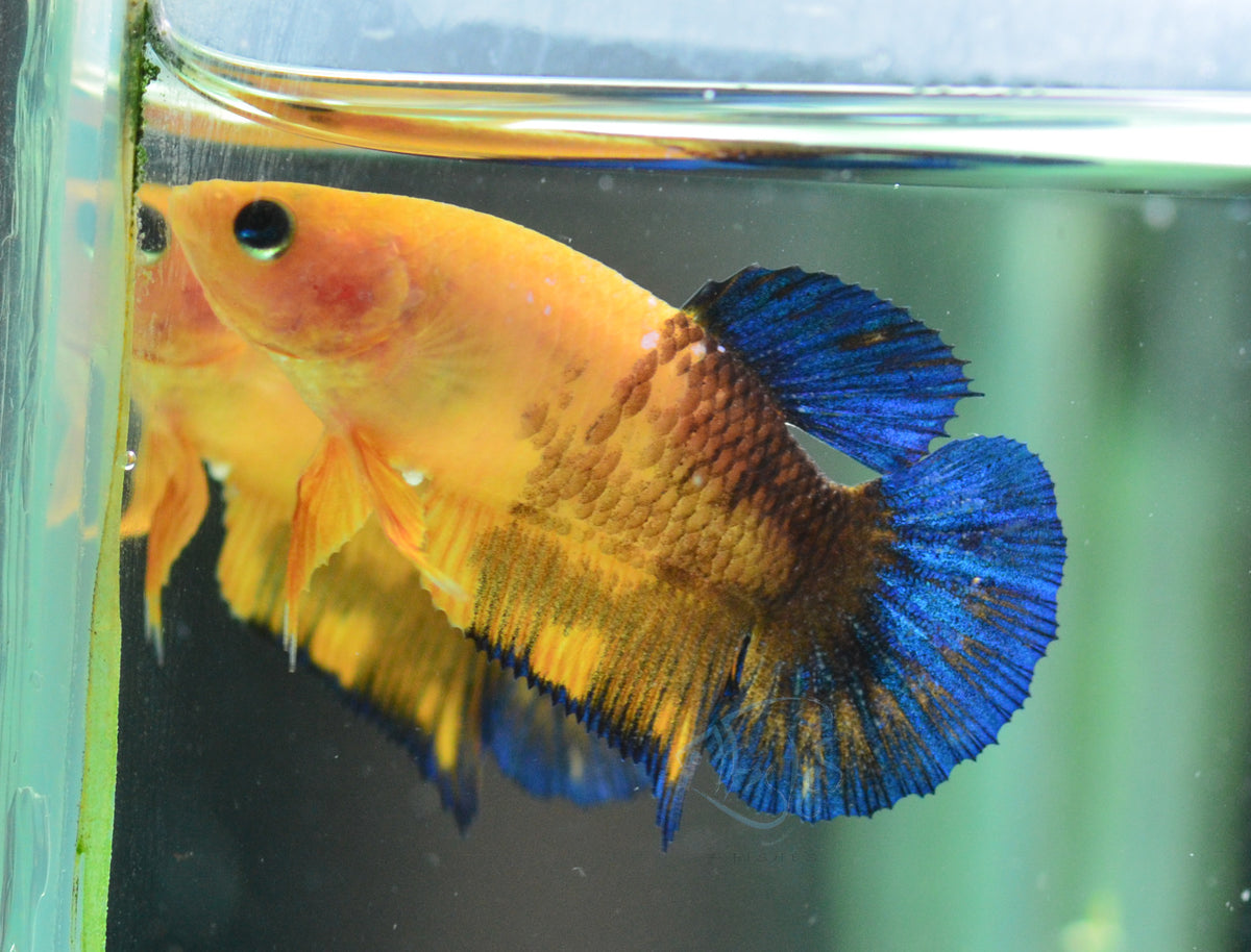 Yellow Hellboy HMPK Female