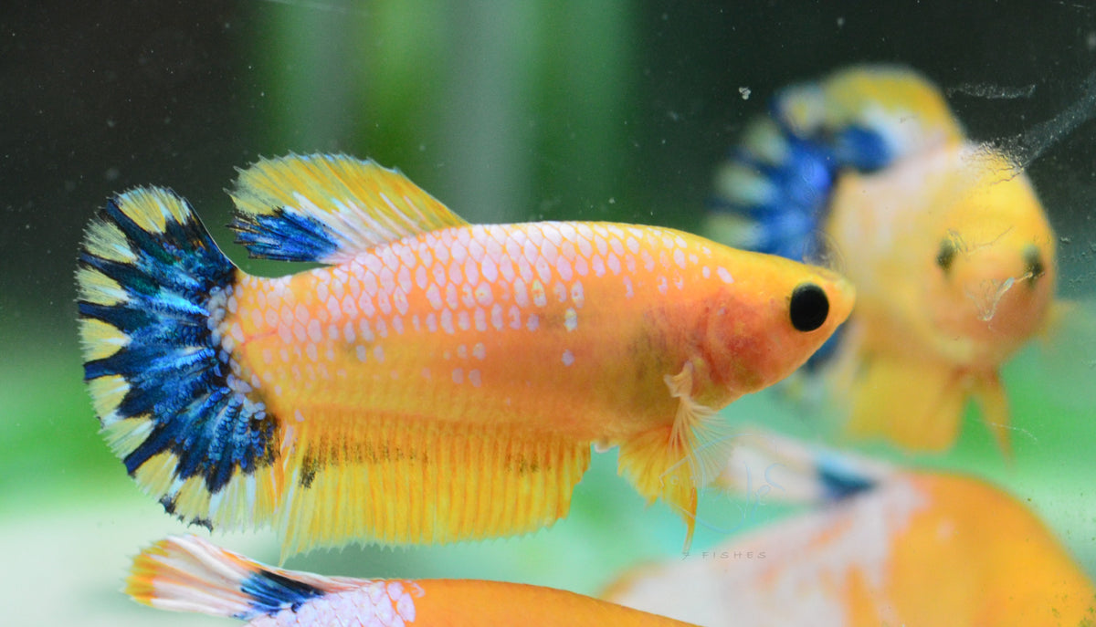 Yellow Hellboy HMPK Female