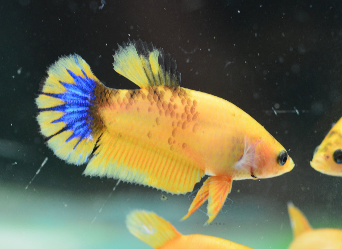Yellow Hellboy HMPK Female